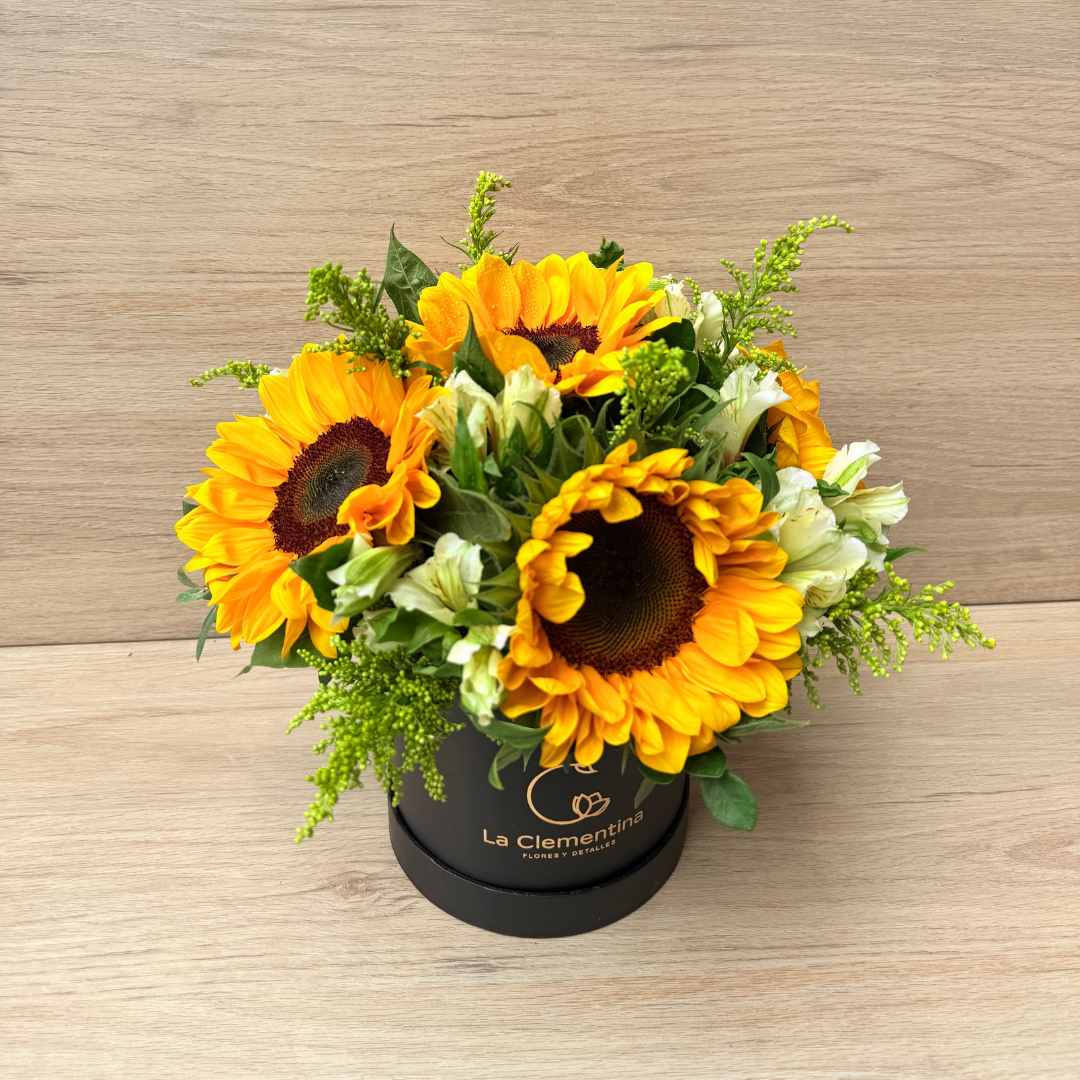 Box de Girasoles