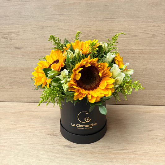 Box de Girasoles
